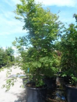 Japanse Esdoorn (Acer Palmatum) -Klim Rose Winkel acer palmatum 250 300 c500