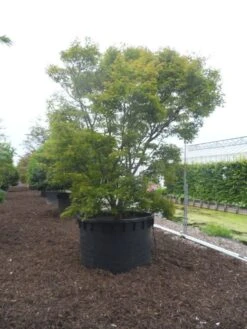Japanse Esdoorn (Acer Palmatum) -Klim Rose Winkel acer palmatum 350 400 c1000