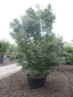 Japanse Esdoorn (Acer Palmatum) -Klim Rose Winkel acer palmatum 350 400 c500