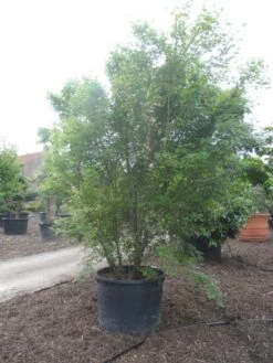 Japanse Esdoorn (Acer Palmatum) -Klim Rose Winkel acer palmatum 350 400 c500 2