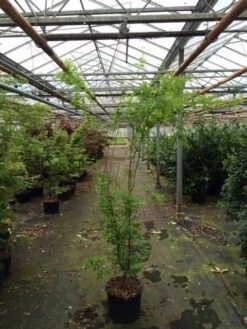 Japanse Esdoorn (Acer Palmatum 'Aoyagi') -Klim Rose Winkel acer palmatum aoyagi 175 200