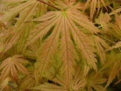 Japanse Esdoorn (Acer Palmatum 'Ariadne') -Klim Rose Winkel acer palmatum ariadne 1