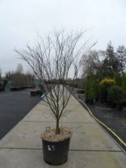 Japanse Esdoorn (Acer Palmatum 'Atropurpureum') -Klim Rose Winkel acer palmatum atropurpureum 200 250 c110