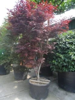 Japanse Esdoorn (Acer Palmatum 'Atropurpureum') -Klim Rose Winkel acer palmatum atropurpureum 250 300 c285
