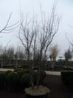 Japanse Esdoorn (Acer Palmatum 'Atropurpureum') -Klim Rose Winkel acer palmatum atropurpureum 300 350 c350