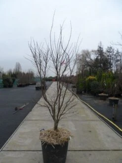 Japanse Esdoorn (Acer Palmatum 'Fireglow') -Klim Rose Winkel acer palmatum atropurpureum fireglow 200 250 c110