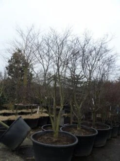 Japanse Esdoorn (Acer Palmatum 'Fireglow') -Klim Rose Winkel acer palmatum atropurpureum fireglow 250 300 c500