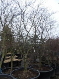 Japanse Esdoorn (Acer Palmatum 'Fireglow') -Klim Rose Winkel acer palmatum atropurpureum fireglow 250 300 c500 2