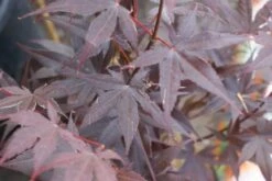 Japanse Esdoorn (Acer Palmatum 'Bloodgood') -Klim Rose Winkel acer palmatum bloodgood 2