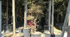 Japanse Esdoorn (Acer Palmatum 'Butterfly') -Klim Rose Winkel acer palmatum butterfly 100 125