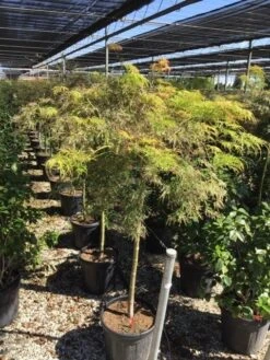 Japanse Esdoorn Op Stam (Acer Palmatum 'Viridis') -Klim Rose Winkel acer palmatum dis. viridis op stam c20