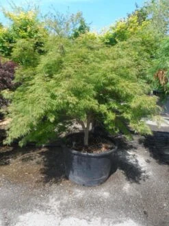 Japanse Esdoorn (Acer Palmatum 'Dissectum') -Klim Rose Winkel acer palmatum dissectum 125 150 175 c200 struikvorm extra