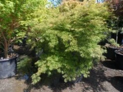 Japanse Esdoorn (Acer Palmatum 'Dissectum') -Klim Rose Winkel acer palmatum dissectum 125 150 175 c200 struikvorm extra 2