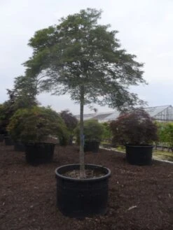Japanse Esdoorn (Acer Palmatum 'Dissectum') -Klim Rose Winkel acer palmatum dissectum 20 25ho c750