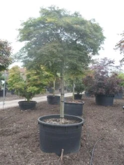 Japanse Esdoorn (Acer Palmatum 'Dissectum') -Klim Rose Winkel acer palmatum dissectum 25 30ho c750 2