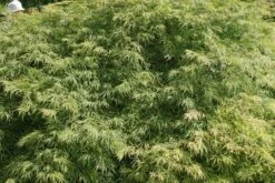 Japanse Esdoorn (Acer Palmatum 'Dissectum') -Klim Rose Winkel acer palmatum dissectum 2