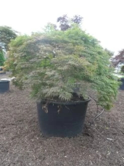 Japanse Esdoorn (Acer Palmatum 'Dissectum') -Klim Rose Winkel acer palmatum dissectum halfstam c750 solitair extra 2