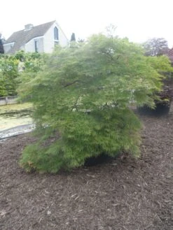 Japanse Esdoorn (Acer Palmatum 'Dissectum') -Klim Rose Winkel acer palmatum dissectum halfstam c750 solitair extra 4