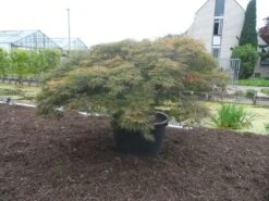 Japanse Esdoorn (Acer Palmatum 'Dissectum') -Klim Rose Winkel acer palmatum dissectum rubrum solitair extra