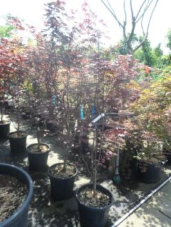 Japanse Esdoorn (Acer Palmatum 'Fireglow') -Klim Rose Winkel acer palmatum fireglow 150 175 c35