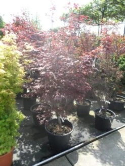 Japanse Esdoorn (Acer Palmatum 'Fireglow') -Klim Rose Winkel acer palmatum fireglow 150 175 c50