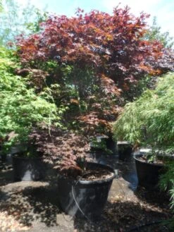 Japanse Esdoorn (Acer Palmatum 'Fireglow') -Klim Rose Winkel acer palmatum fireglow 250 300 c500
