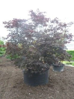 Japanse Esdoorn (Acer Palmatum 'Fireglow') -Klim Rose Winkel acer palmatum fireglow solitair c1500 extra