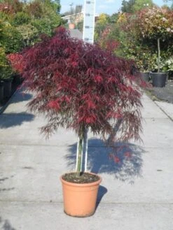 Japanse Esdoorn (Acer Palmatum 'Garnet') -Klim Rose Winkel acer palmatum garnet halfstam c25