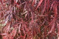 Japanse Esdoorn (Acer Palmatum 'Inabe-shidare') -Klim Rose Winkel acer palmatum inaba shidare 2