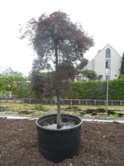 Japanse Esdoorn (Acer Palmatum 'Inabe-shidare') -Klim Rose Winkel acer palmatum inabe shidare 20 25ho c750