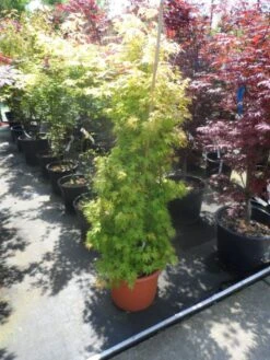 Japanse Esdoorn (Acer Palmatum 'Orange Dream') -Klim Rose Winkel acer palmatum orange dream 125 150 c25