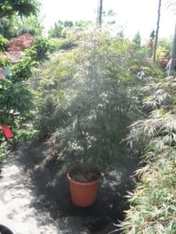 Japanse Esdoorn (Acer Palmatum 'Ornatum') -Klim Rose Winkel acer palmatum ornatum 125 150 c25