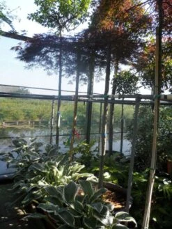 Japanse Esdoorn (Acer Palmatum 'Ornatum') -Klim Rose Winkel acer palmatum ornatum 180 200stam 10 12