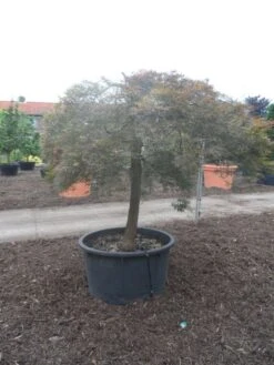 Japanse Esdoorn (Acer Palmatum 'Ornatum') -Klim Rose Winkel acer palmatum ornatum halfstam c500 solitair extra