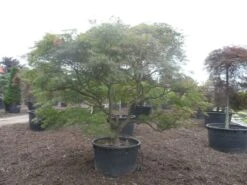 Japanse Esdoorn (Acer Palmatum 'Ornatum') -Klim Rose Winkel acer palmatum ornatum solitair extra