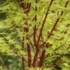Japanse Esdoorn (Acer Palmatum 'Sangokaku') -Klim Rose Winkel acer palmatum sangokaku