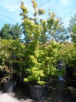 Japanse Esdoorn (Acer Palmatum 'Sangokaku') -Klim Rose Winkel acer palmatum sangokaku 250 300 c240