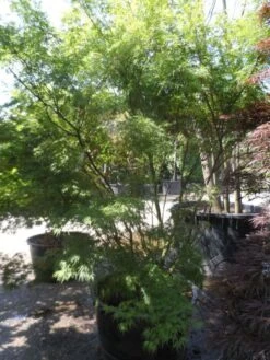 Japanse Esdoorn (Acer Palmatum 'Seiryu') -Klim Rose Winkel acer palmatum seiryu 225 250 c160