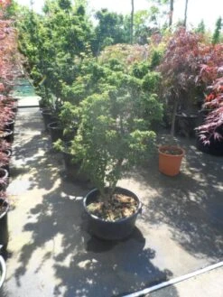 Japanse Esdoorn (Acer Palmatum 'Shishigashira') -Klim Rose Winkel acer palmatum shishigashira 125 150 c35