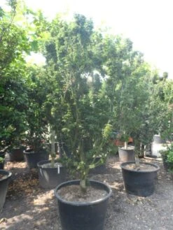 Japanse Esdoorn (Acer Palmatum 'Shishigashira') -Klim Rose Winkel acer palmatum shishigashira solitair c285