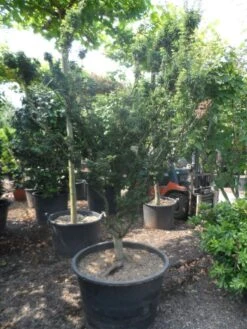 Japanse Esdoorn (Acer Palmatum 'Shishigashira') -Klim Rose Winkel acer palmatum shishigashira solitair c285 2