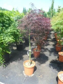 Japanse Esdoorn Op Stam (Acer Palmatum 'Tamuke Yama') -Klim Rose Winkel acer palmatum tamukeyama halfstam c12