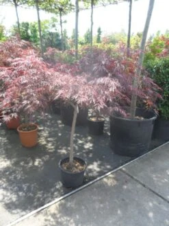 Japanse Esdoorn Op Stam (Acer Palmatum 'Tamuke Yama') -Klim Rose Winkel acer palmatum tamukeyama halfstam c20