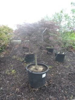 Japanse Esdoorn Op Stam (Acer Palmatum 'Tamuke Yama') -Klim Rose Winkel acer palmatum tamukeyama halfstam c90
