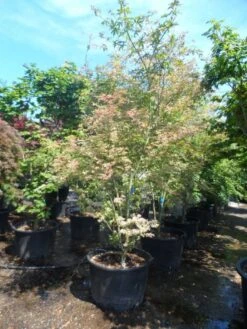 Japanse Esdoorn (Acer Palmatum 'Ukigumo') -Klim Rose Winkel acer palmatum ukigumo 200 250 c110