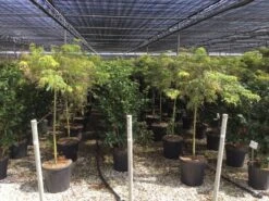 Japanse Esdoorn Op Stam (Acer Palmatum 'Viridis')