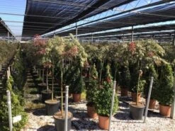 Japanse Esdoorn Op Stam (Acer Palmatum 'Tamuke Yama') -Klim Rose Winkel acer rossi palm. diss. tamukeyama halfstam