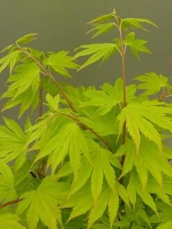 Japanse Esdoorn (Acer Shirasawanum 'Jordan') -Klim Rose Winkel acer shir. jordan 2