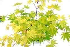 Japanse Esdoorn (Acer Shirasawanum 'Jordan') -Klim Rose Winkel acer shir. jordan 3
