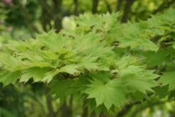 Japanse Esdoorn (Acer Shirasawanum 'Aureum') -Klim Rose Winkel acer shirasawanum aureum 1